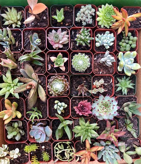 Magenta Witch succulents: Tips for healthy growth and vibrant color